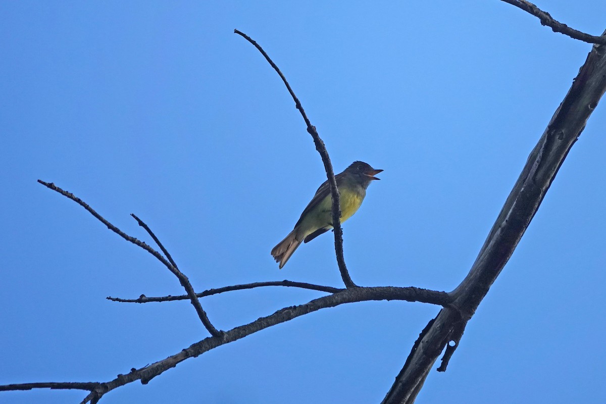 Great Crested Flycatcher - ML484612971
