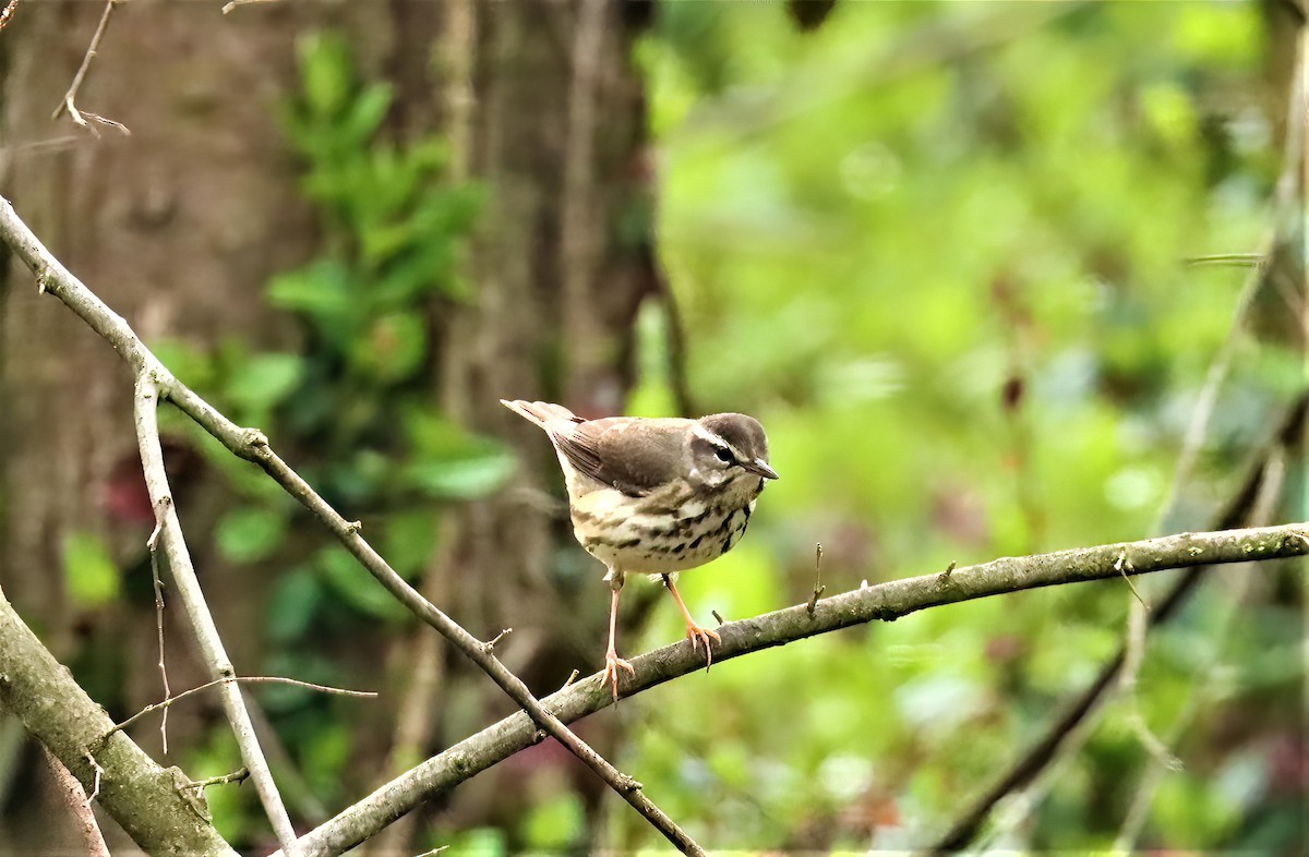 Louisiana Waterthrush - ML484613181