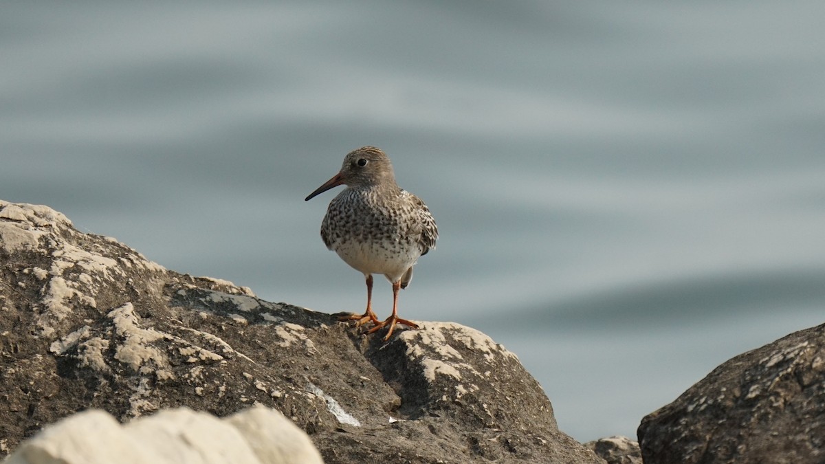 Purple Sandpiper - ML484614801