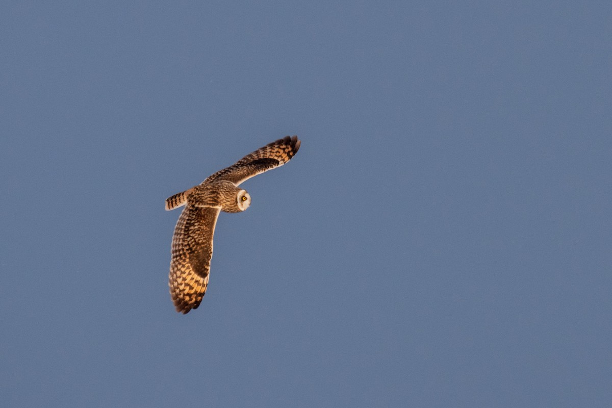 Short-eared Owl - Joshua  Vincent