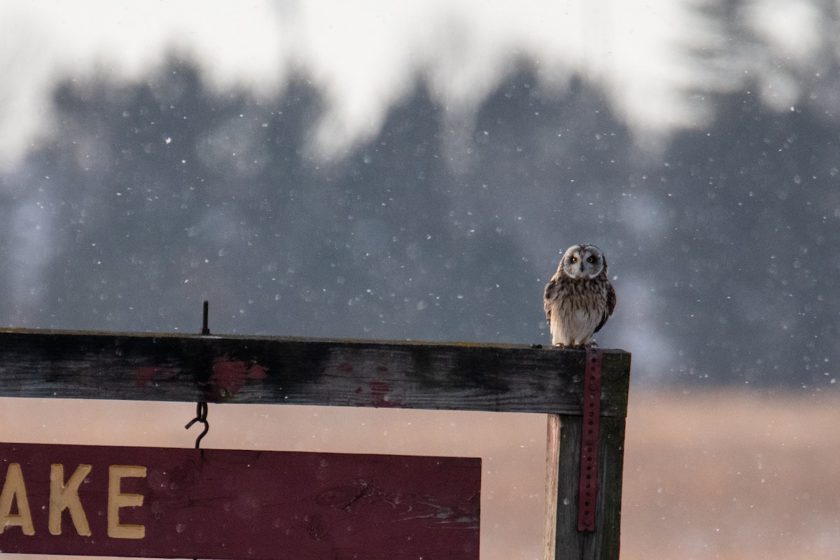 Hibou des marais - ML484614861