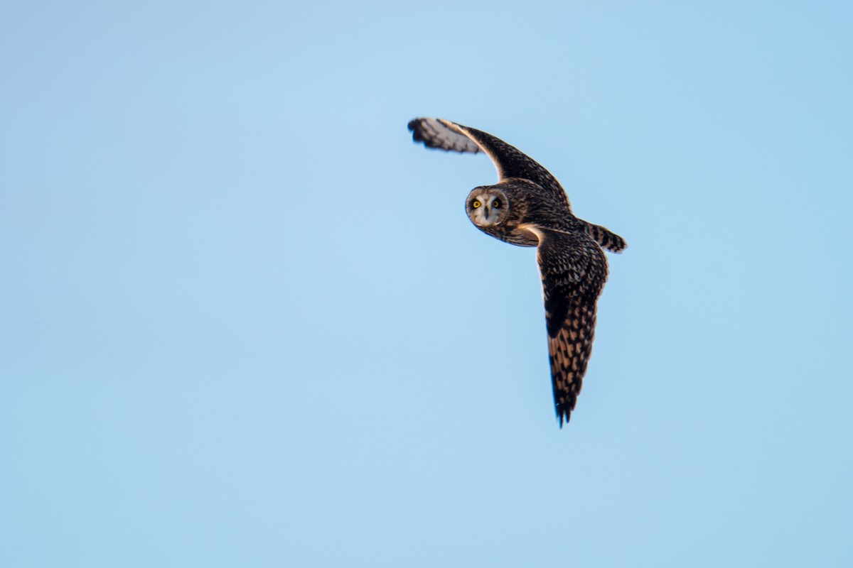 Short-eared Owl - Joshua  Vincent