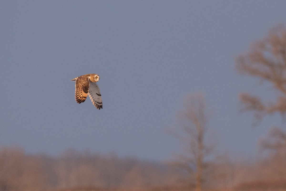 Short-eared Owl - Joshua  Vincent