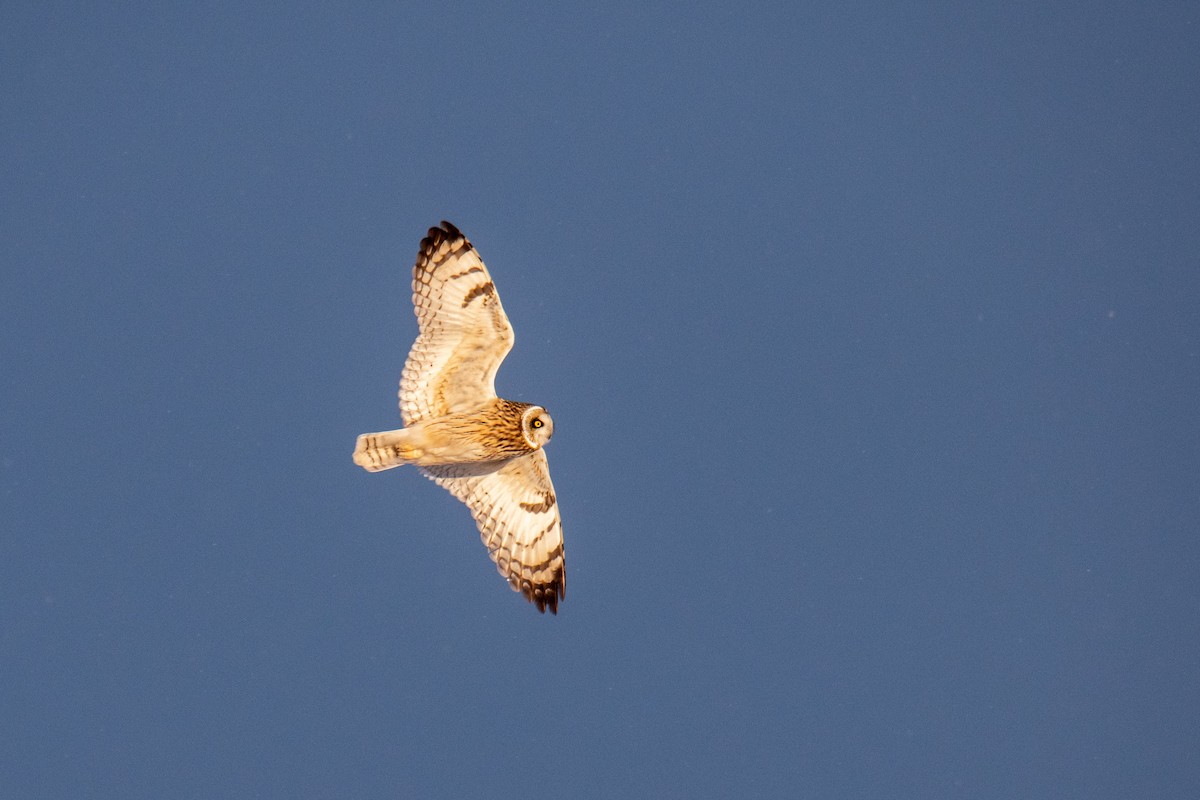 Short-eared Owl - Joshua  Vincent