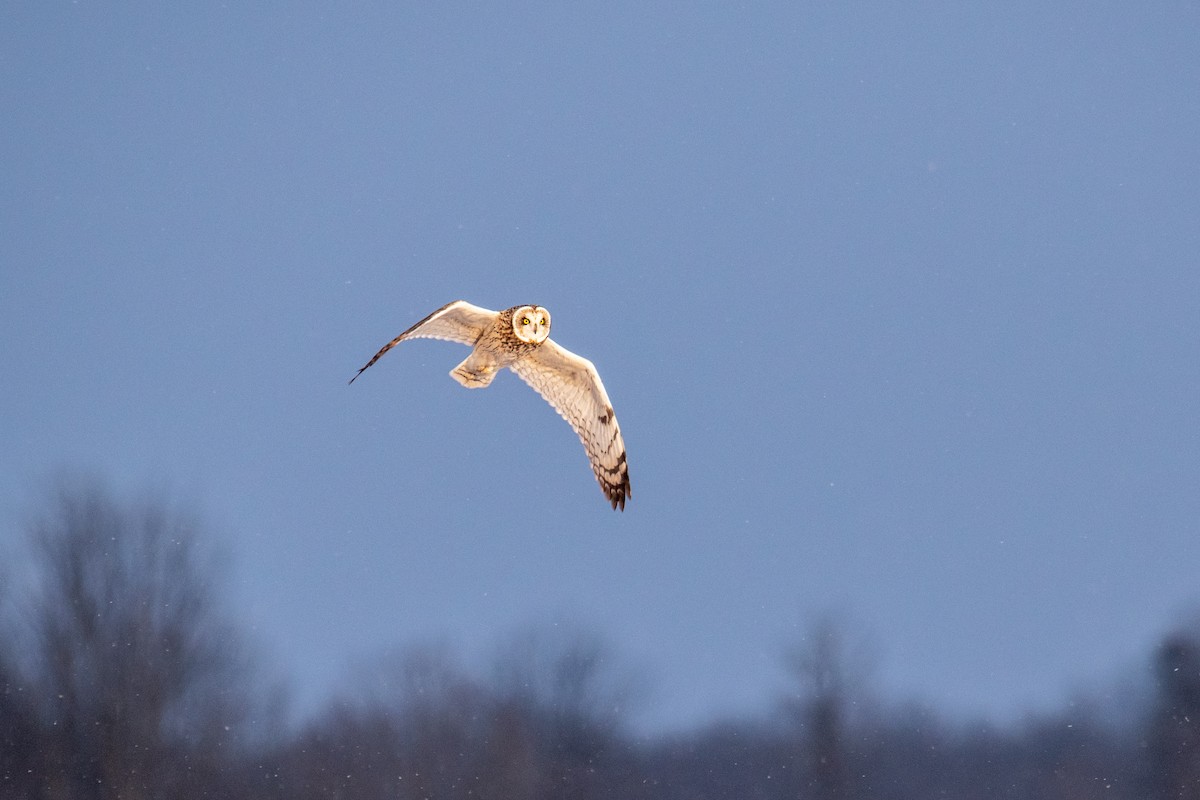 Short-eared Owl - Joshua  Vincent