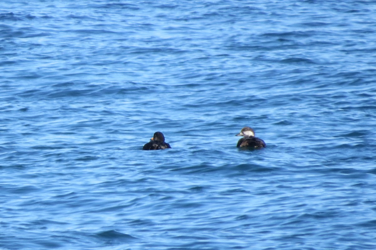 Black Scoter - ML484619031