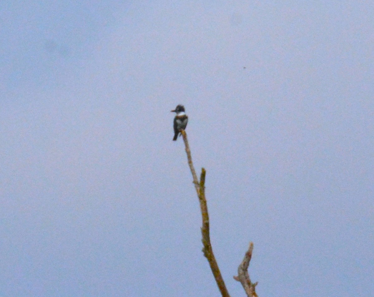 Belted Kingfisher - ML484619241