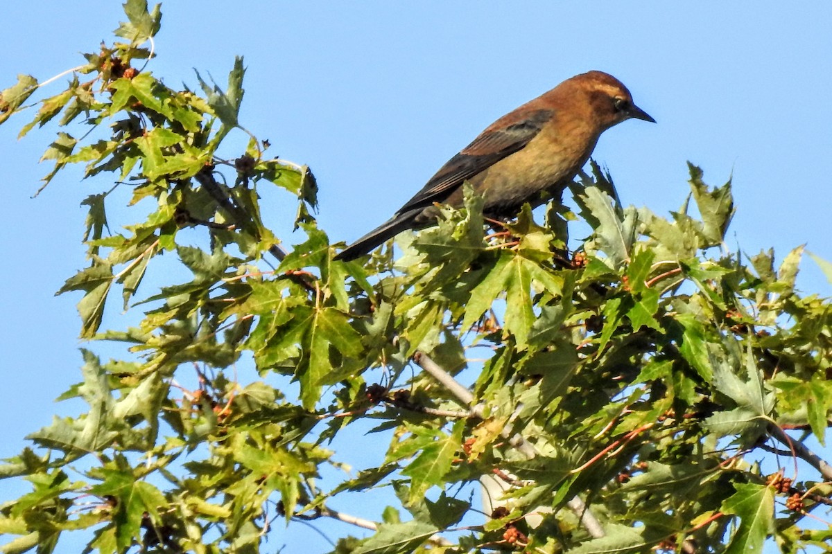 Rusty Blackbird - Eric Charron