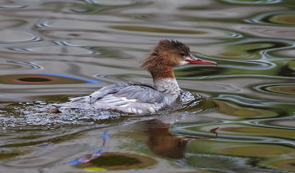 Common Merganser - Edna Mosand