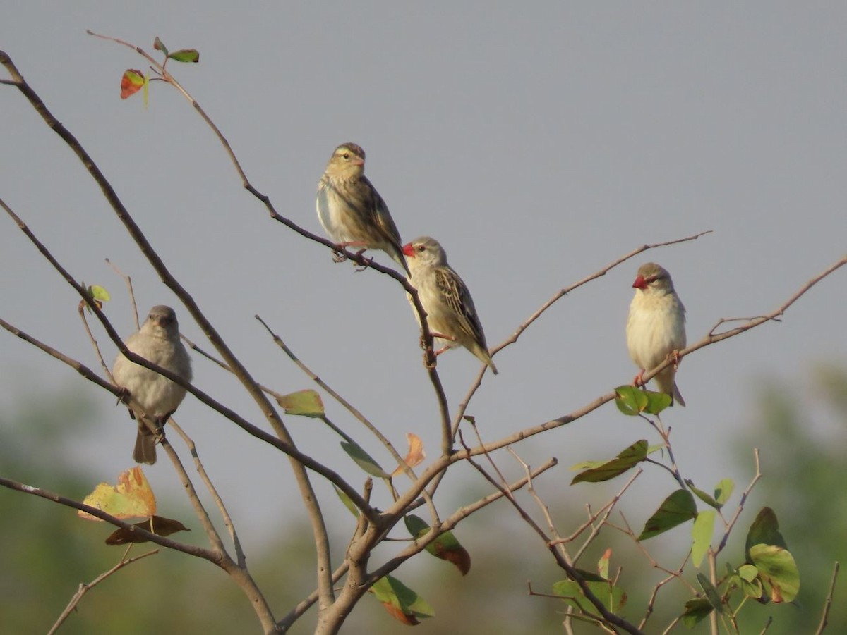 Red-billed Quelea - ML484619431