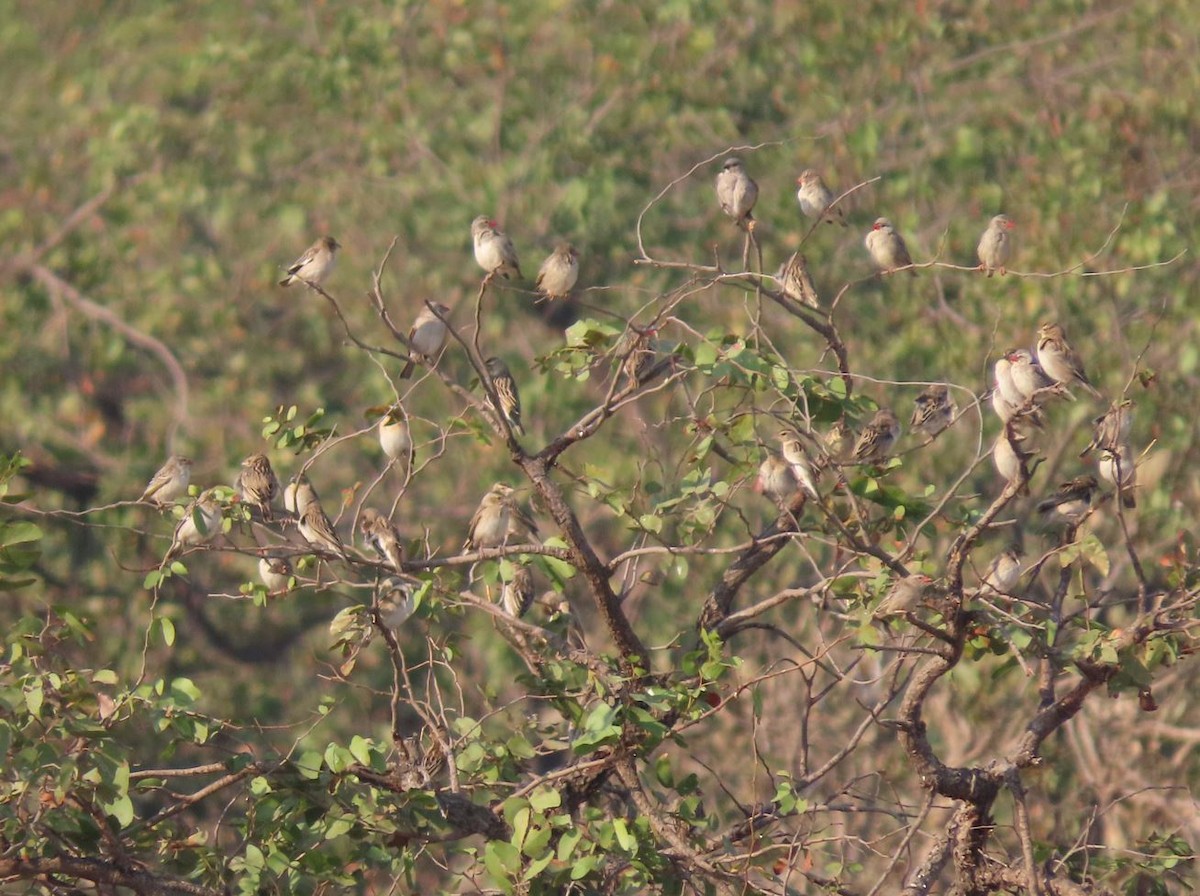 Red-billed Quelea - ML484619441