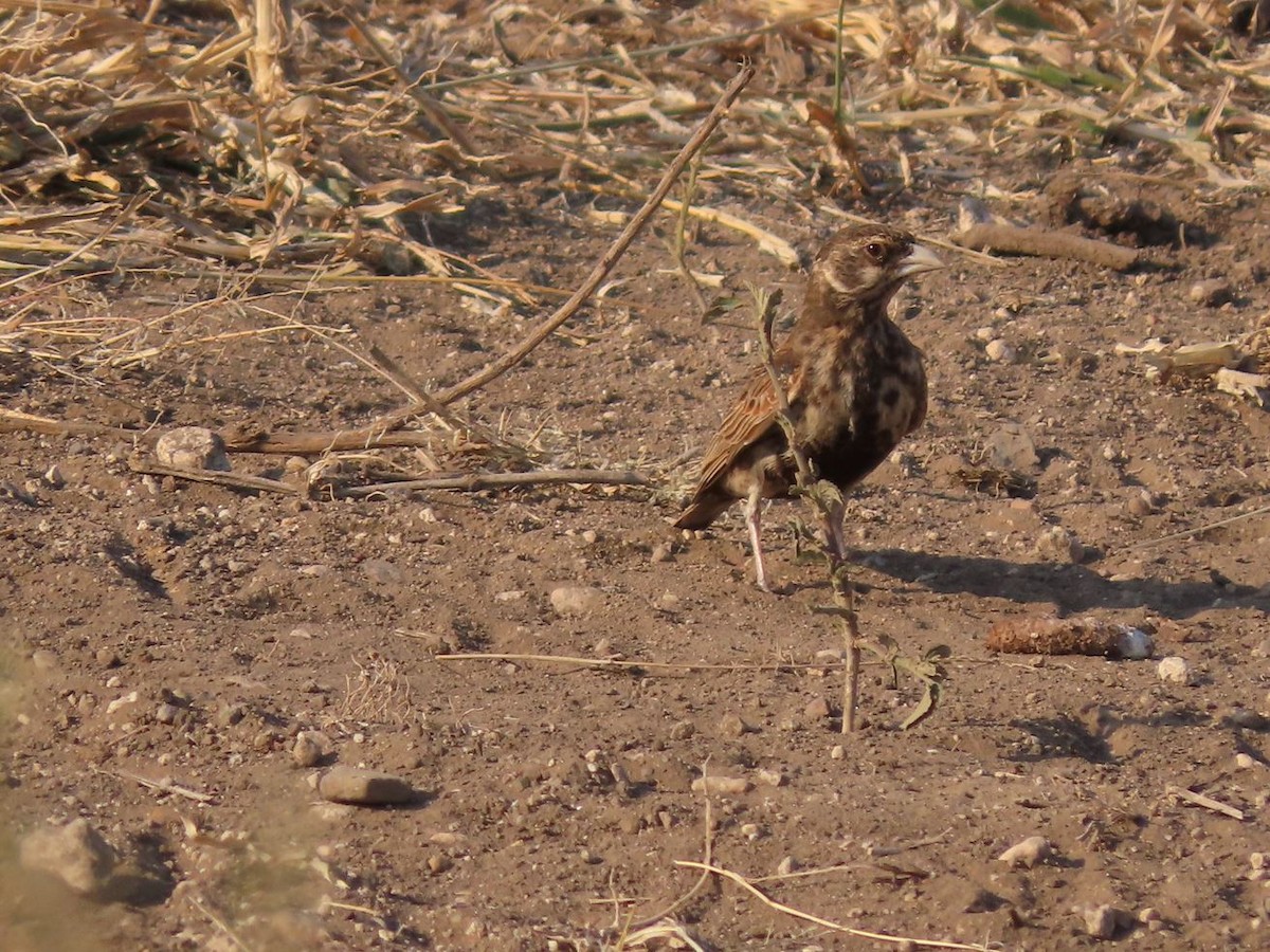 Chestnut-backed Sparrow-Lark - ML484619701