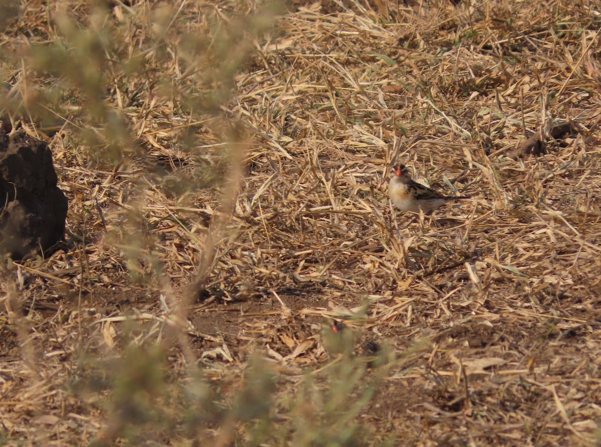 Pin-tailed Whydah - ML484619741