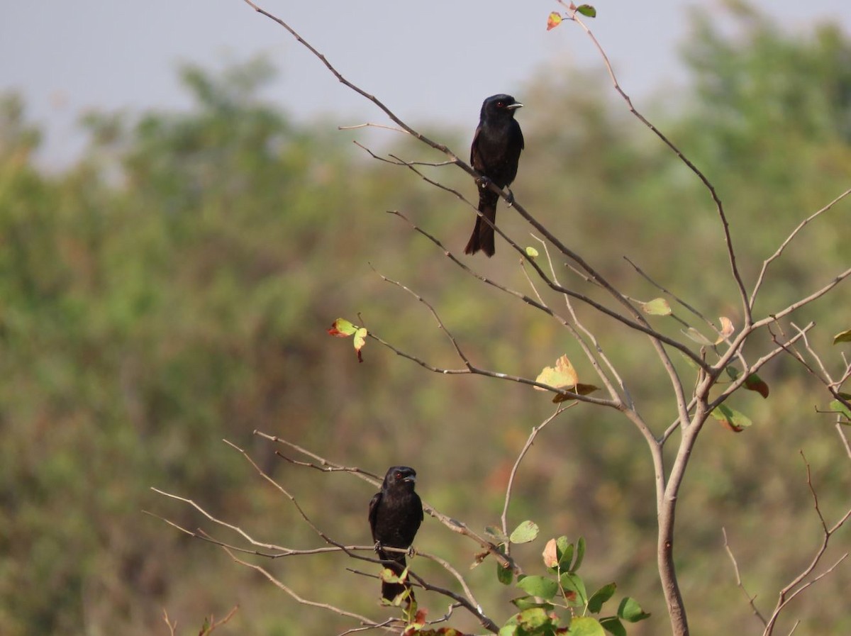 Fork-tailed Drongo - ML484619761