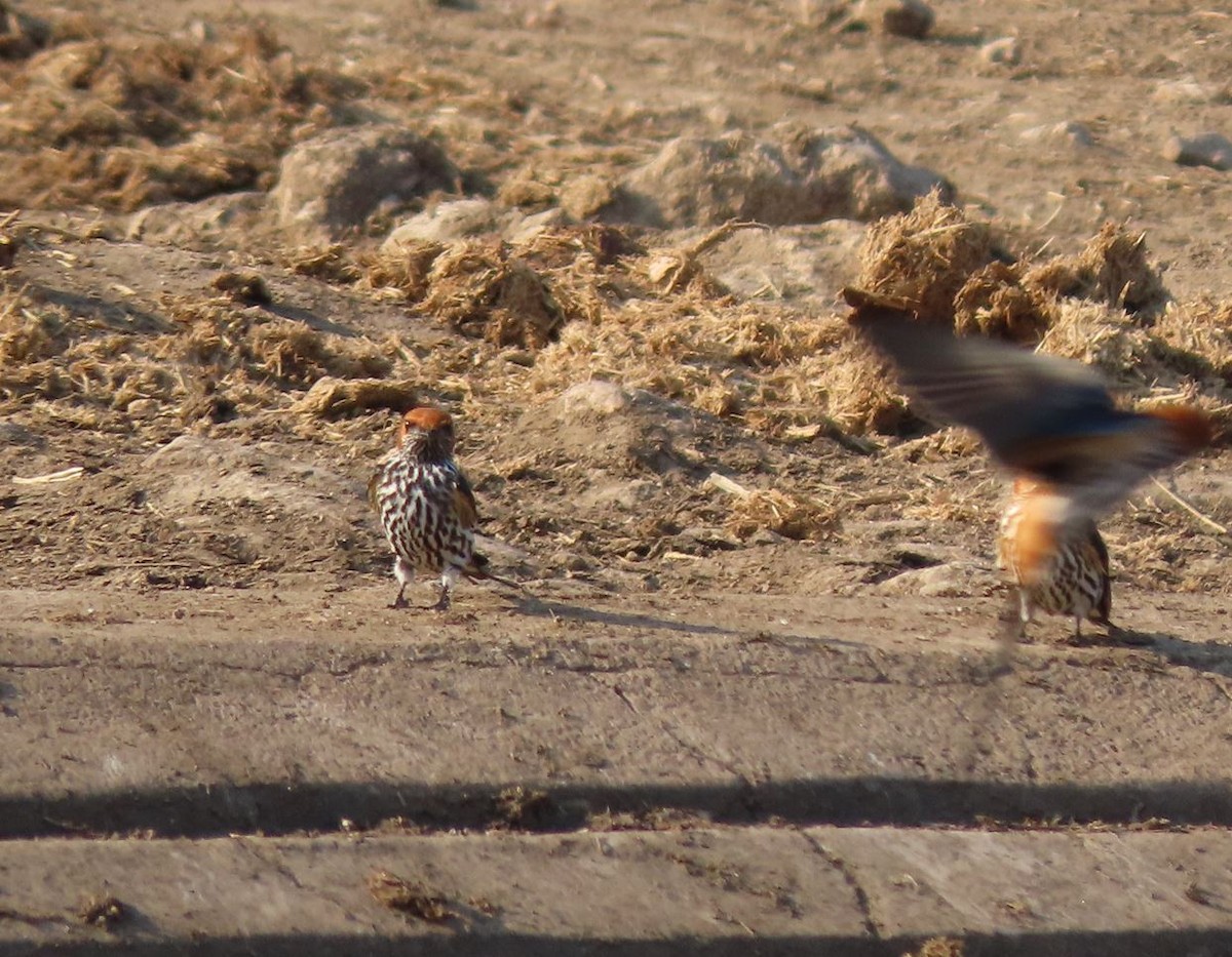 Lesser Striped Swallow - ML484620251