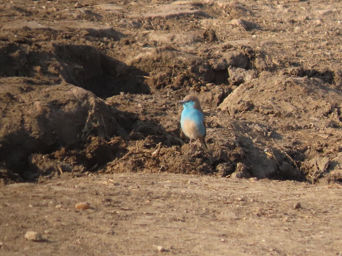 Southern Cordonbleu - ML484620461