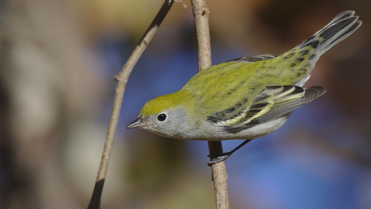 Chestnut-sided Warbler - ML484620571