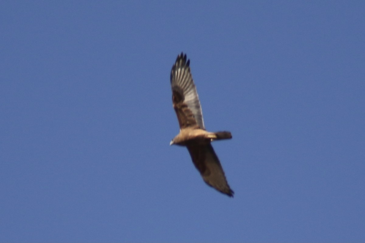 Swamp Harrier - ML484621221