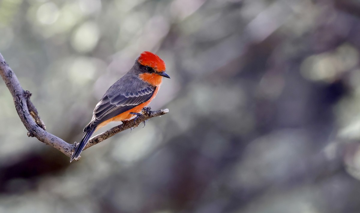 Vermilion Flycatcher - ML484621811