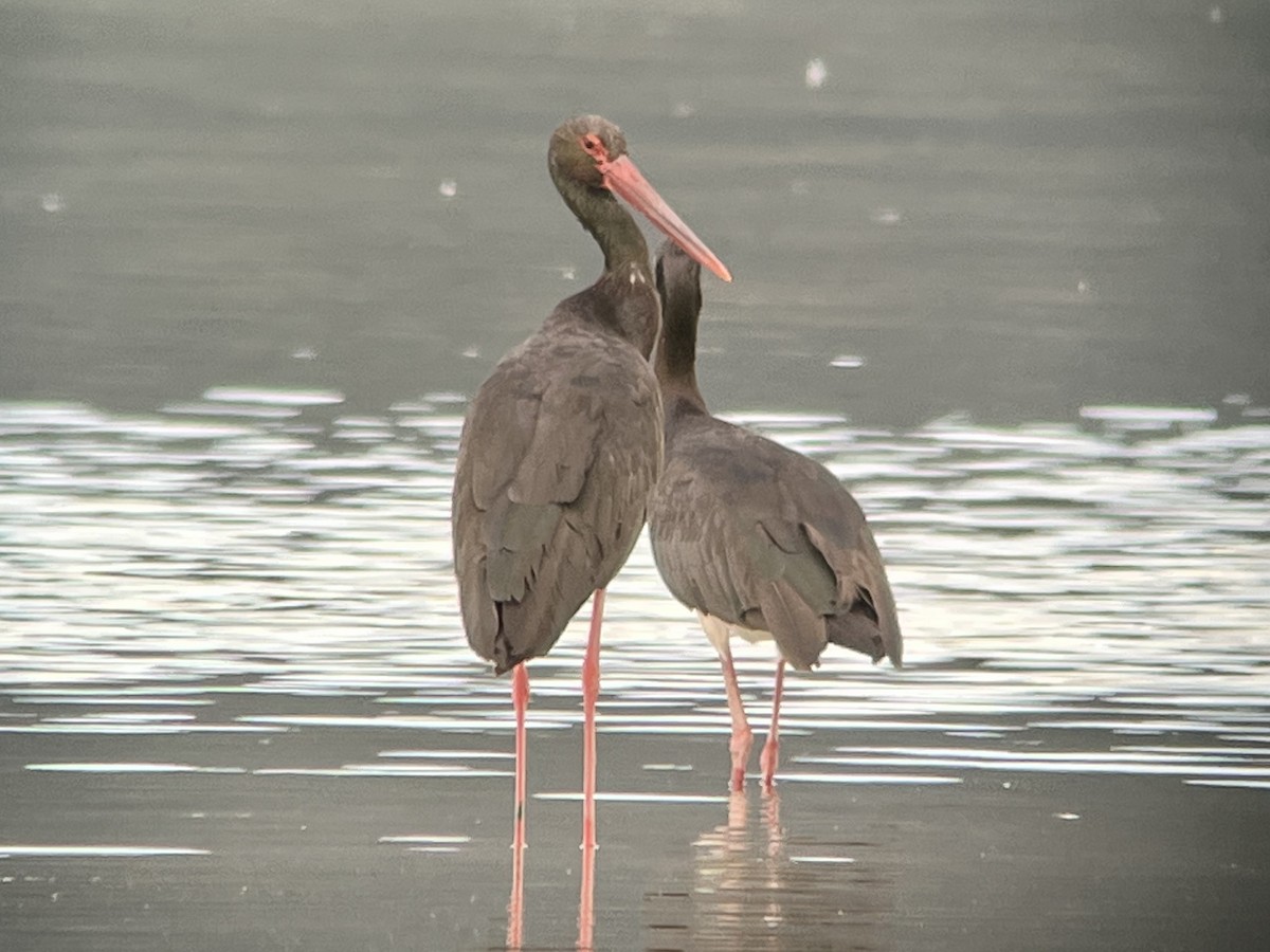 Black Stork - Peter Swinden