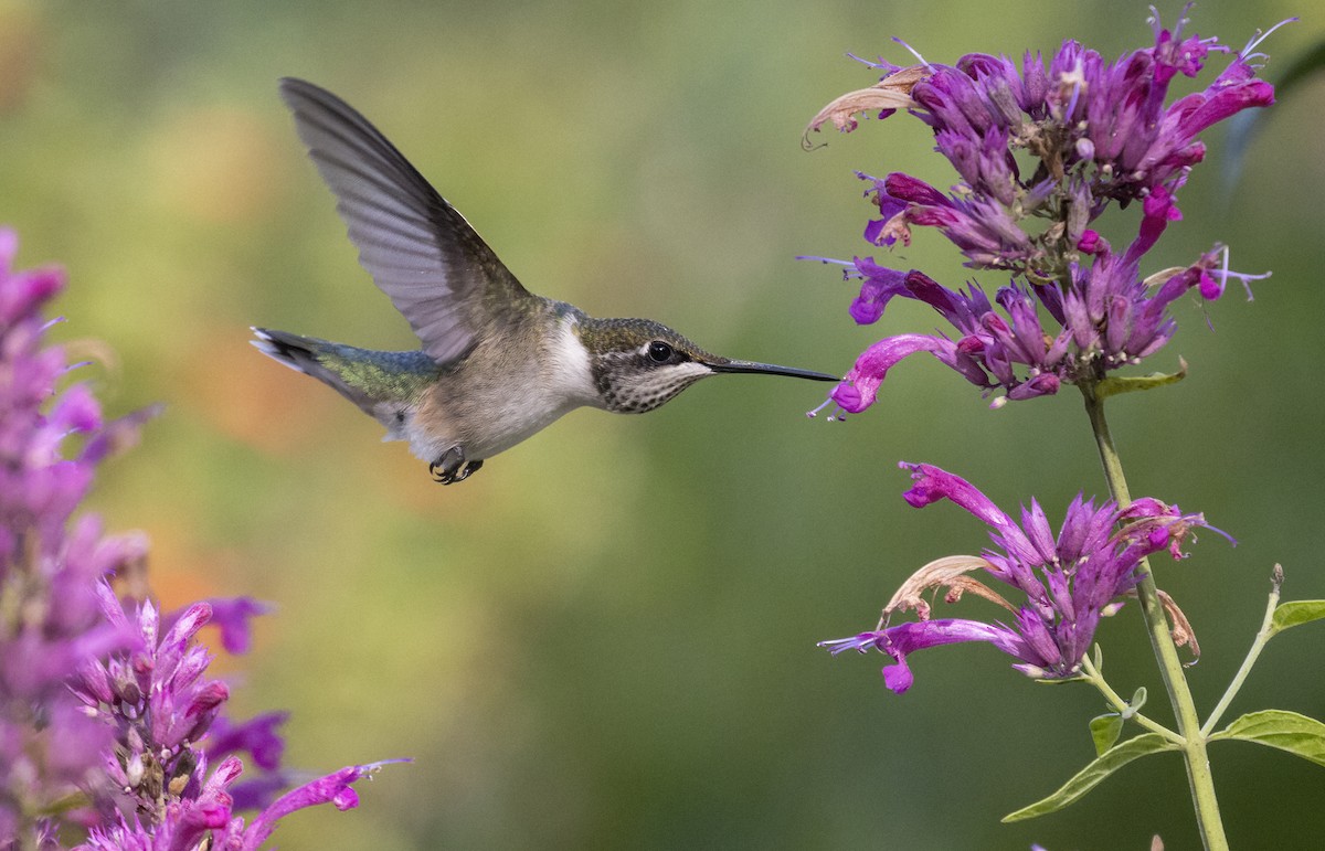 Ruby-throated Hummingbird - ML484623031