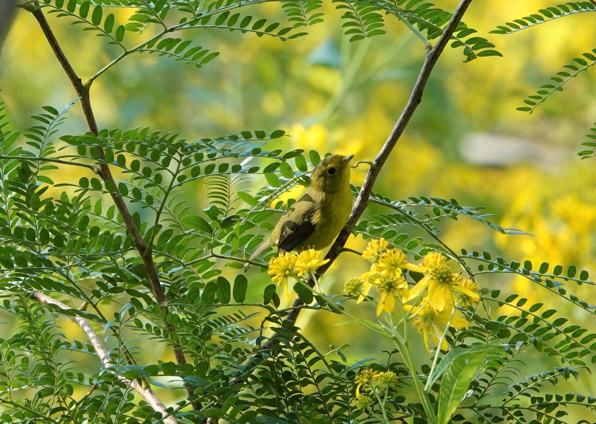 Wilson's Warbler - ML484625931