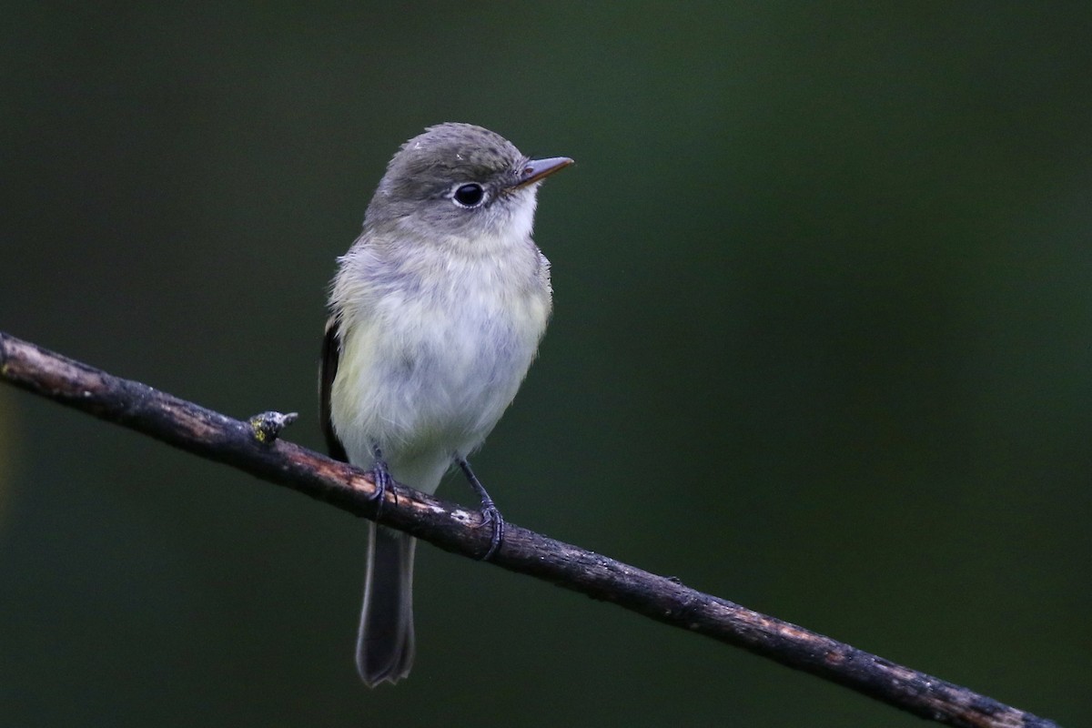 Least Flycatcher - John Garrett