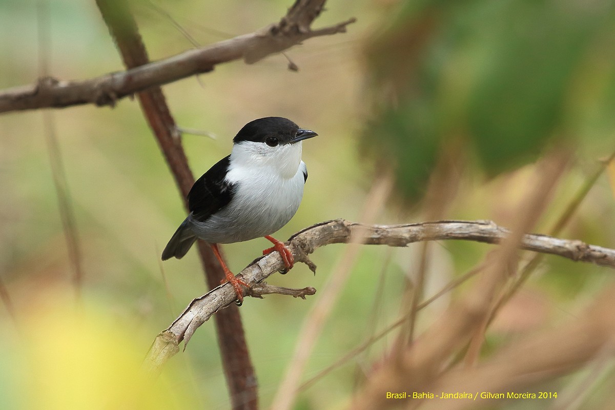 White-bearded Manakin - ML484627571