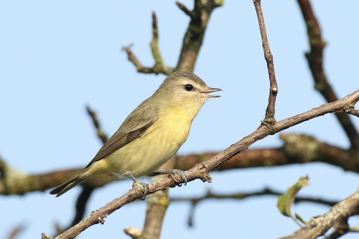 Philadelphia Vireo - John Garrett