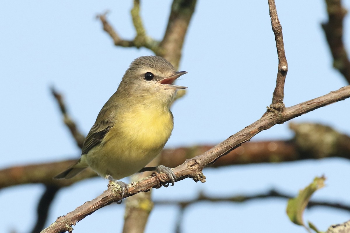 Philadelphia Vireo - John Garrett