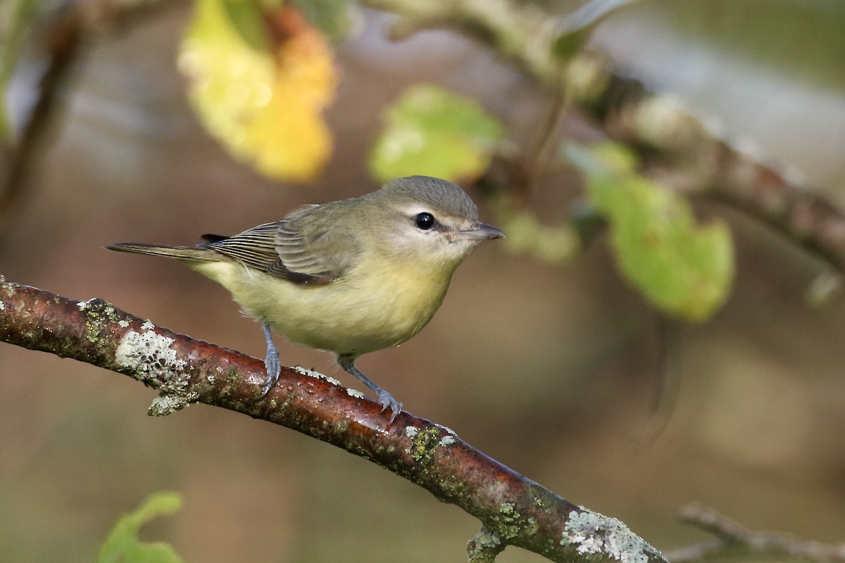 Philadelphia Vireo - John Garrett