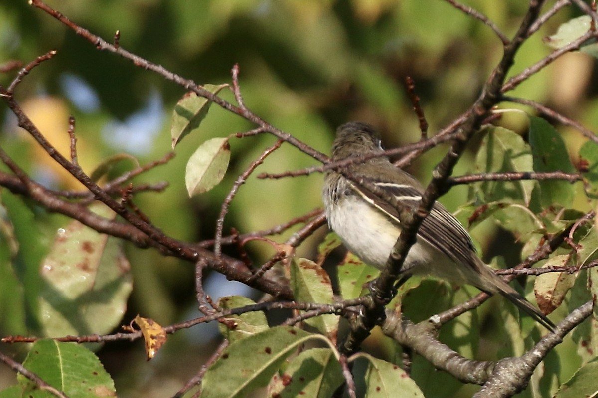 Mosquero Mínimo - ML484629701