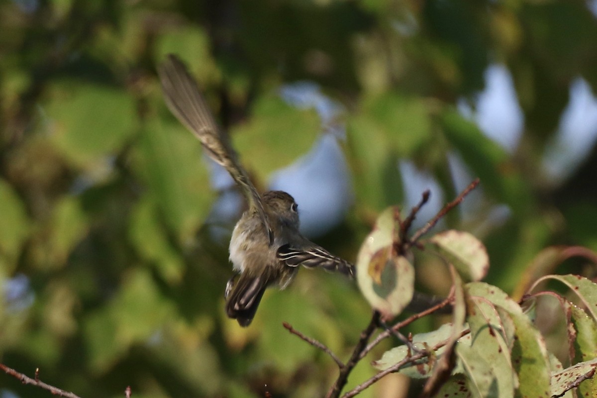 Least Flycatcher - ML484629901