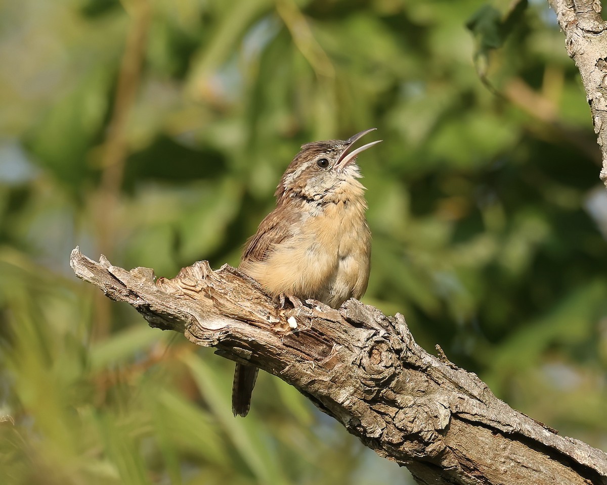 Carolina Wren - ML484630111