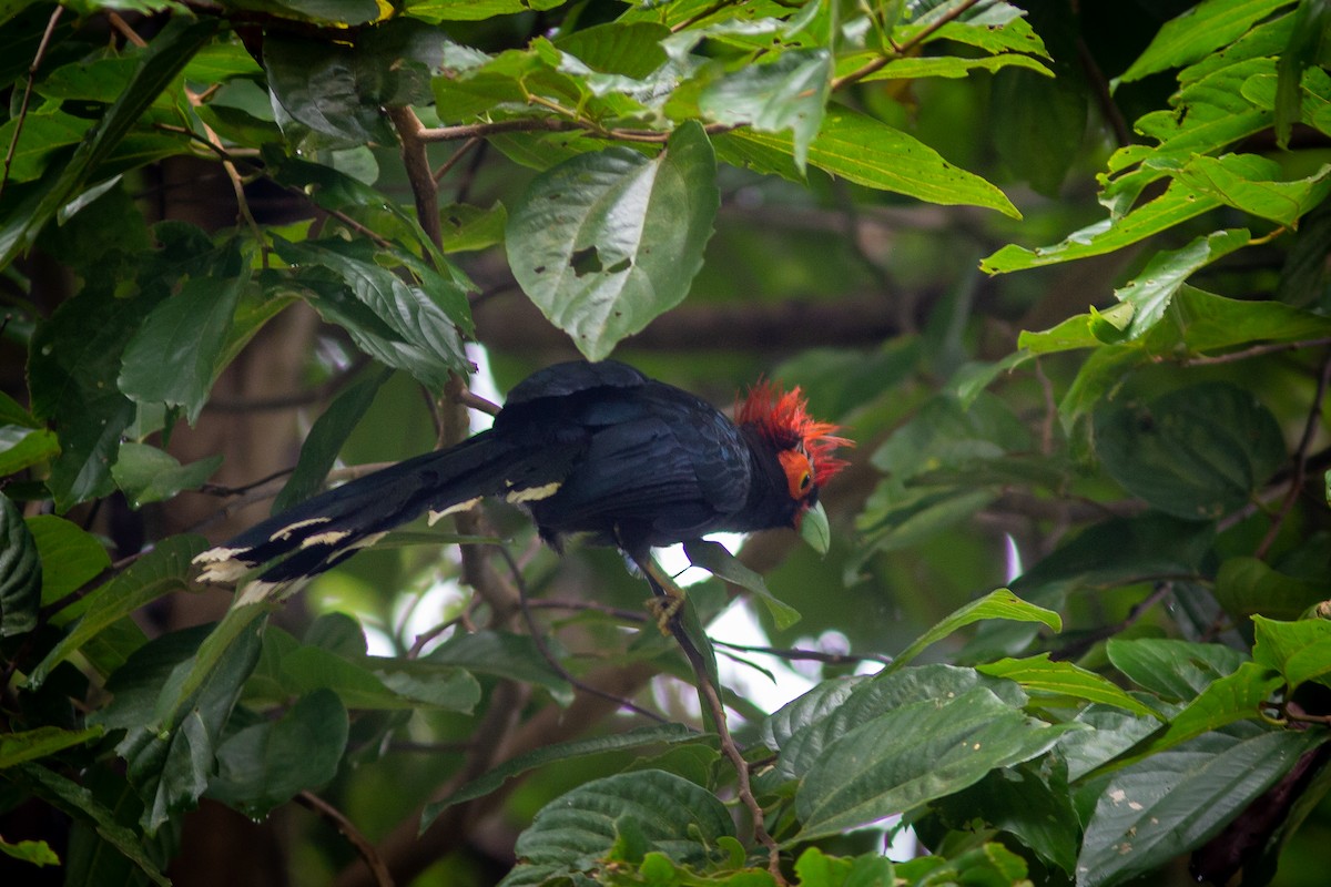 Red-crested Malkoha - Morten Lisse