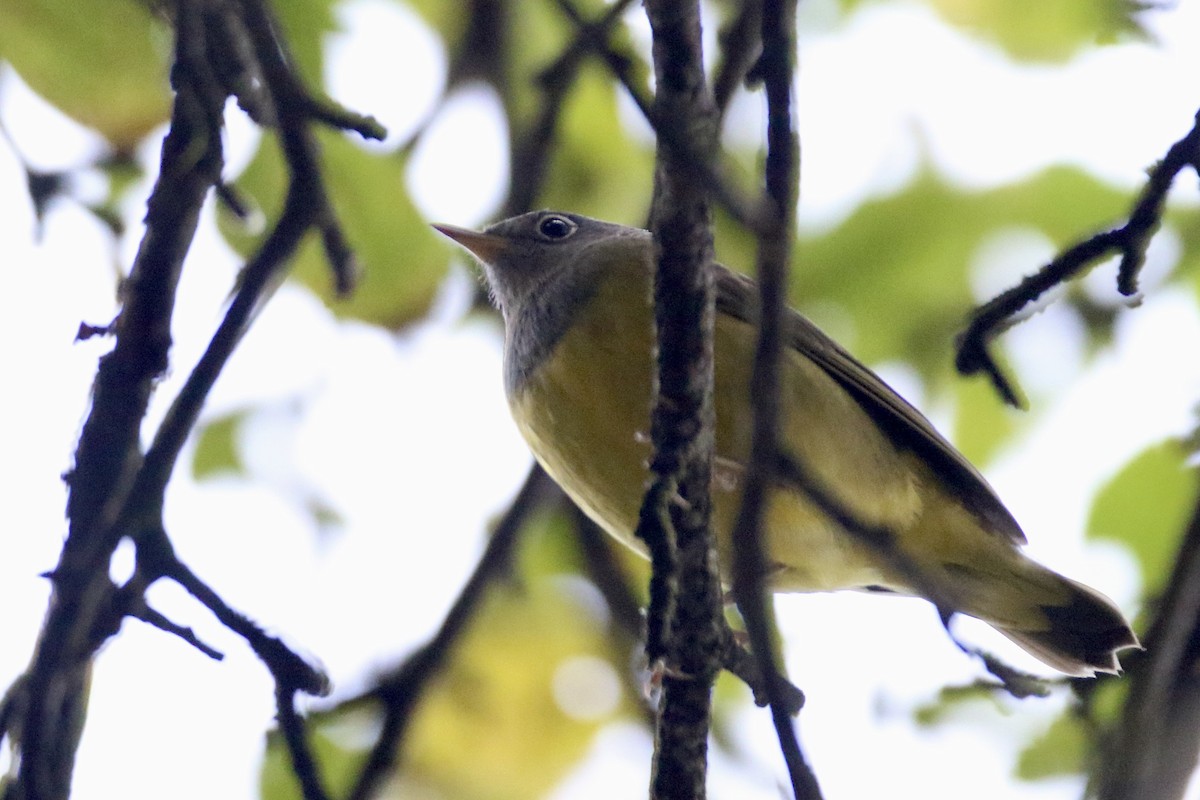 Connecticut Warbler - ML484631371