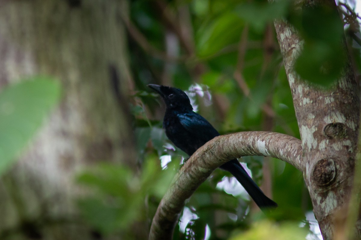 Drongo Balicassio (balicassius/abraensis) - ML484631801