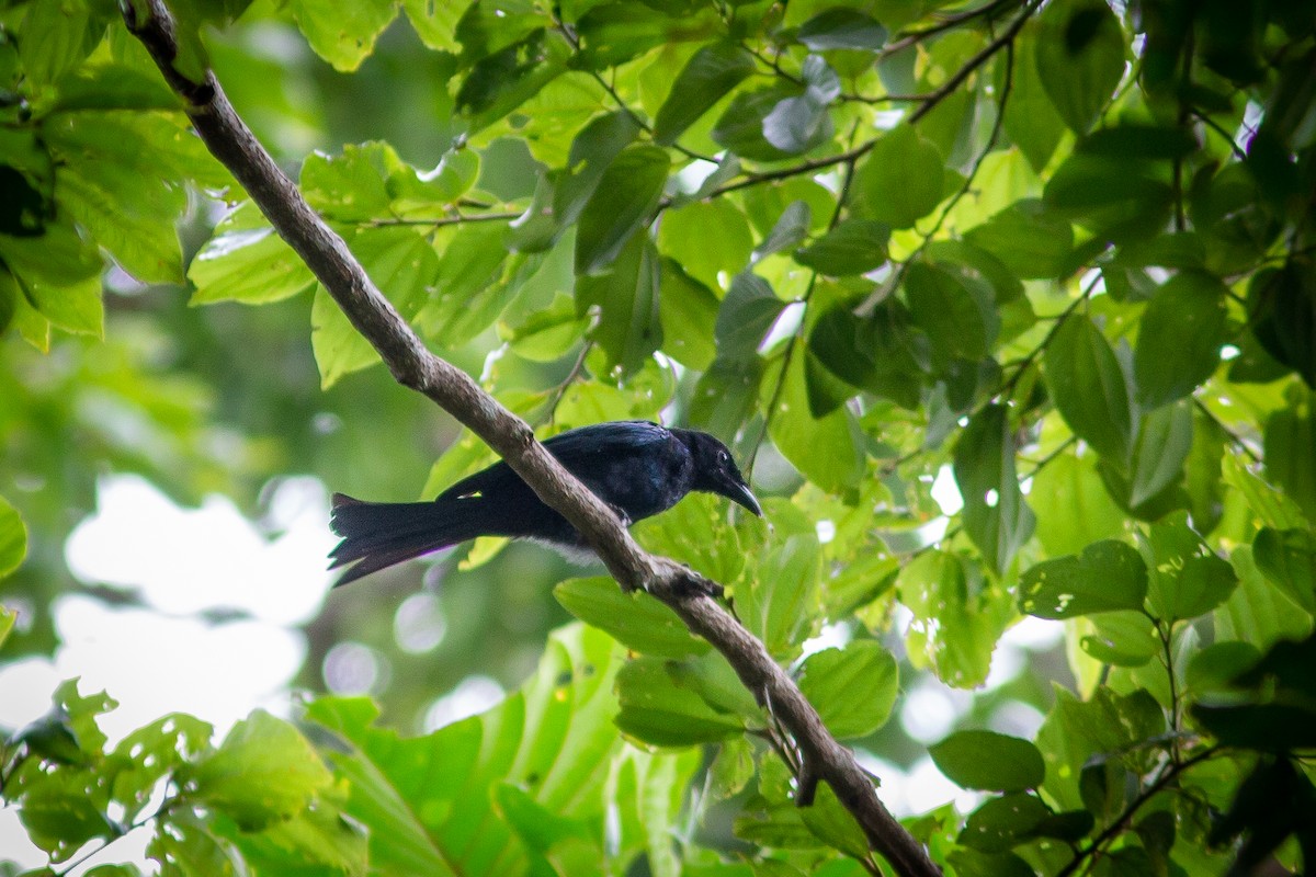 Drongo Balicassio (balicassius/abraensis) - ML484631811