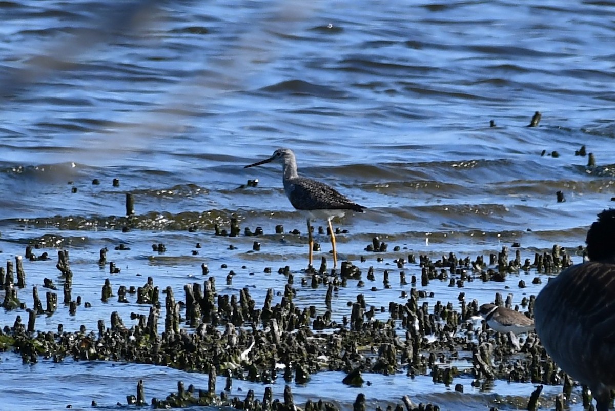 Greater Yellowlegs - ML484633571