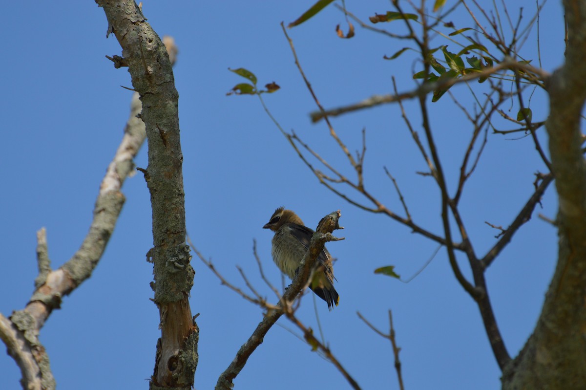 Cedar Waxwing - ML484633591