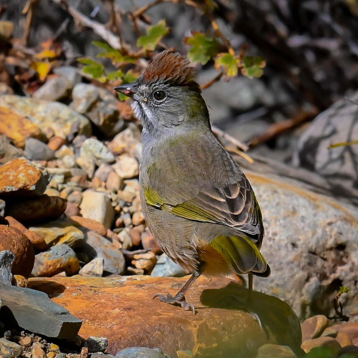 Green-tailed Towhee - ML484633611