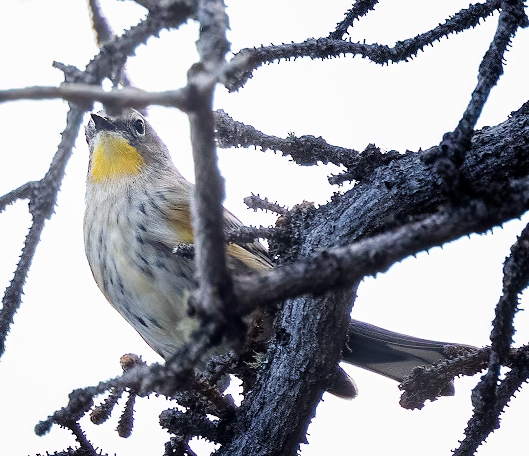 Yellow-rumped Warbler - Eric Dyck