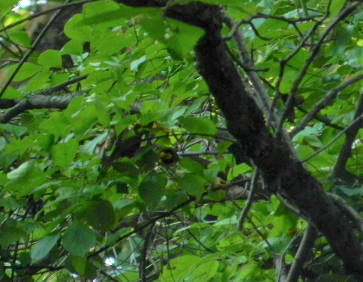 Hooded Warbler - ML484635791