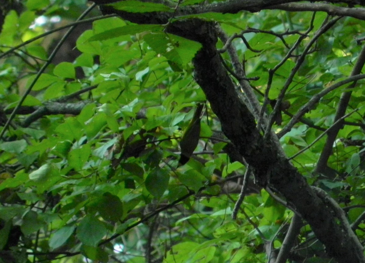Hooded Warbler - ML484635851