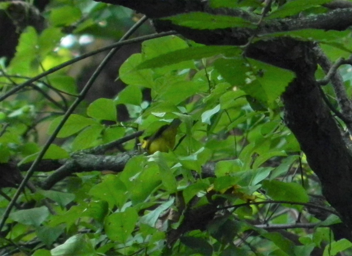 Hooded Warbler - ML484635871