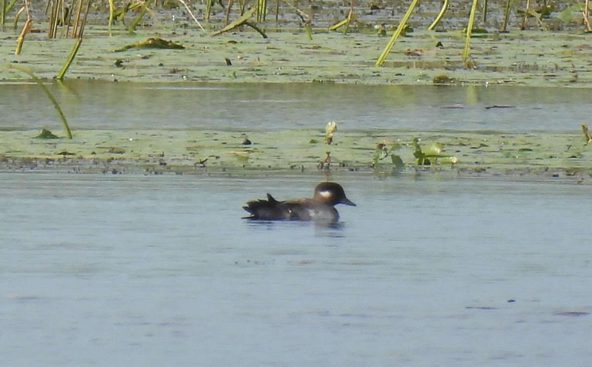 Bufflehead - Martha Lee