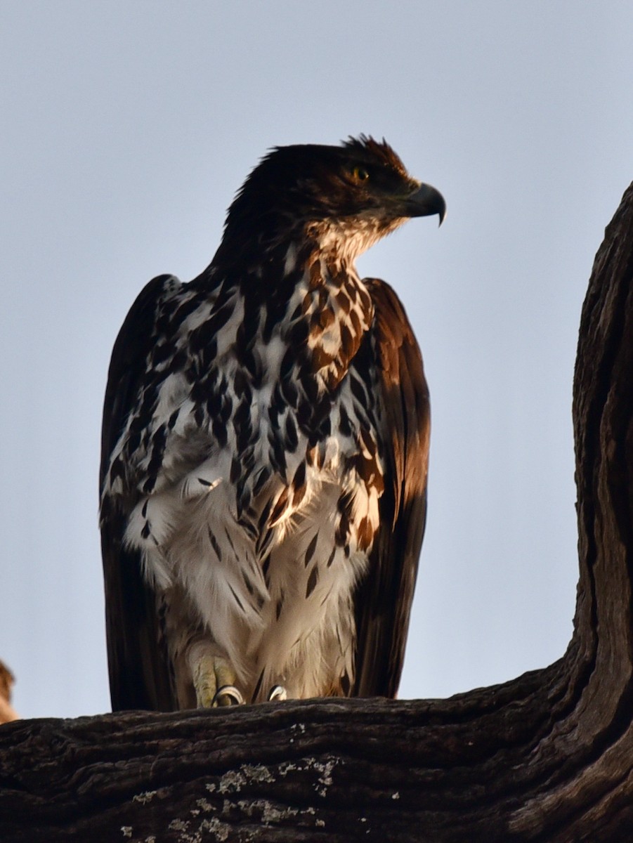 African Hawk-Eagle - ML484638241
