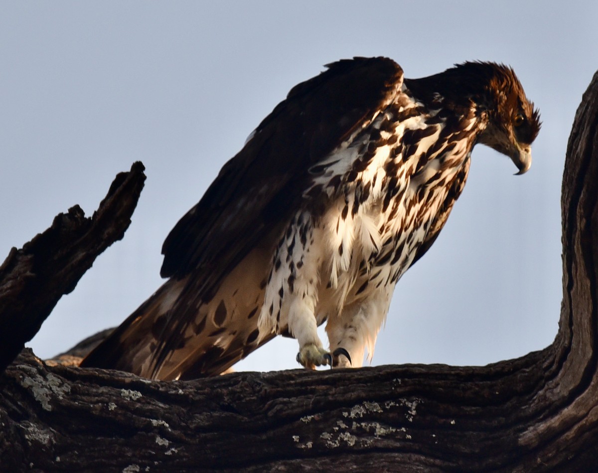 African Hawk-Eagle - ML484638251