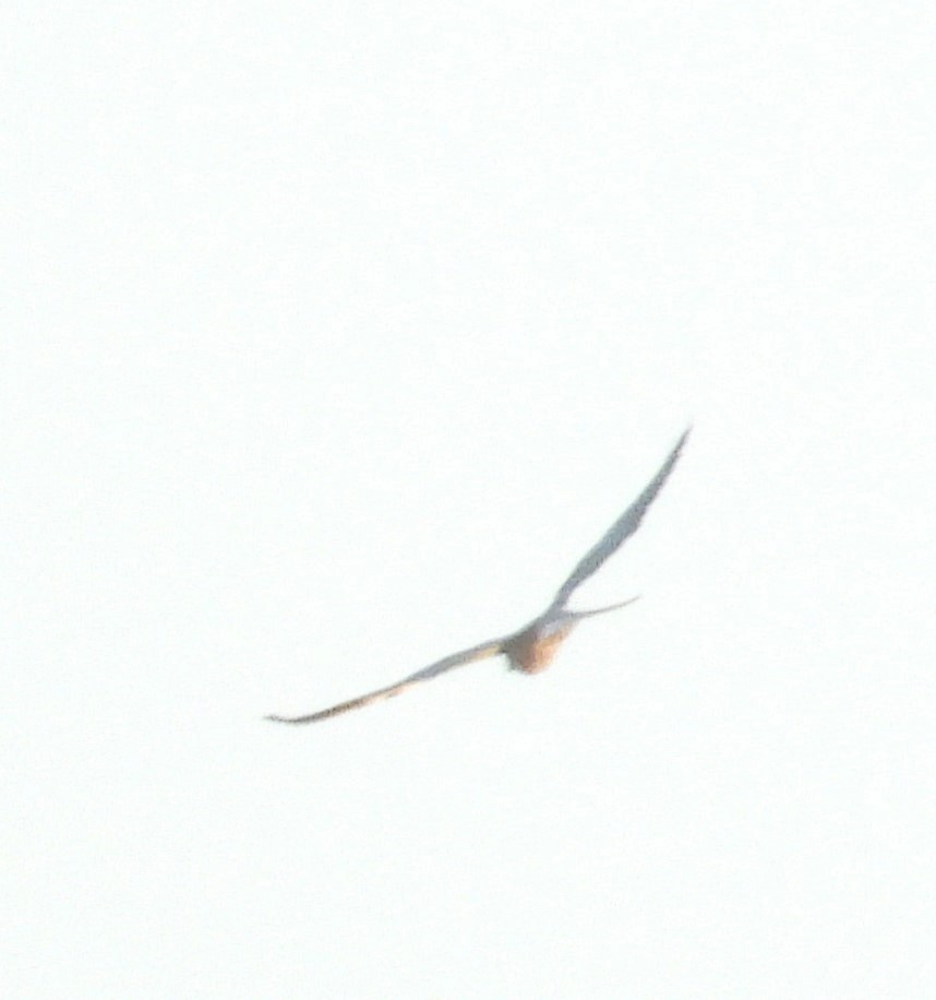 tern sp. - ML484638461