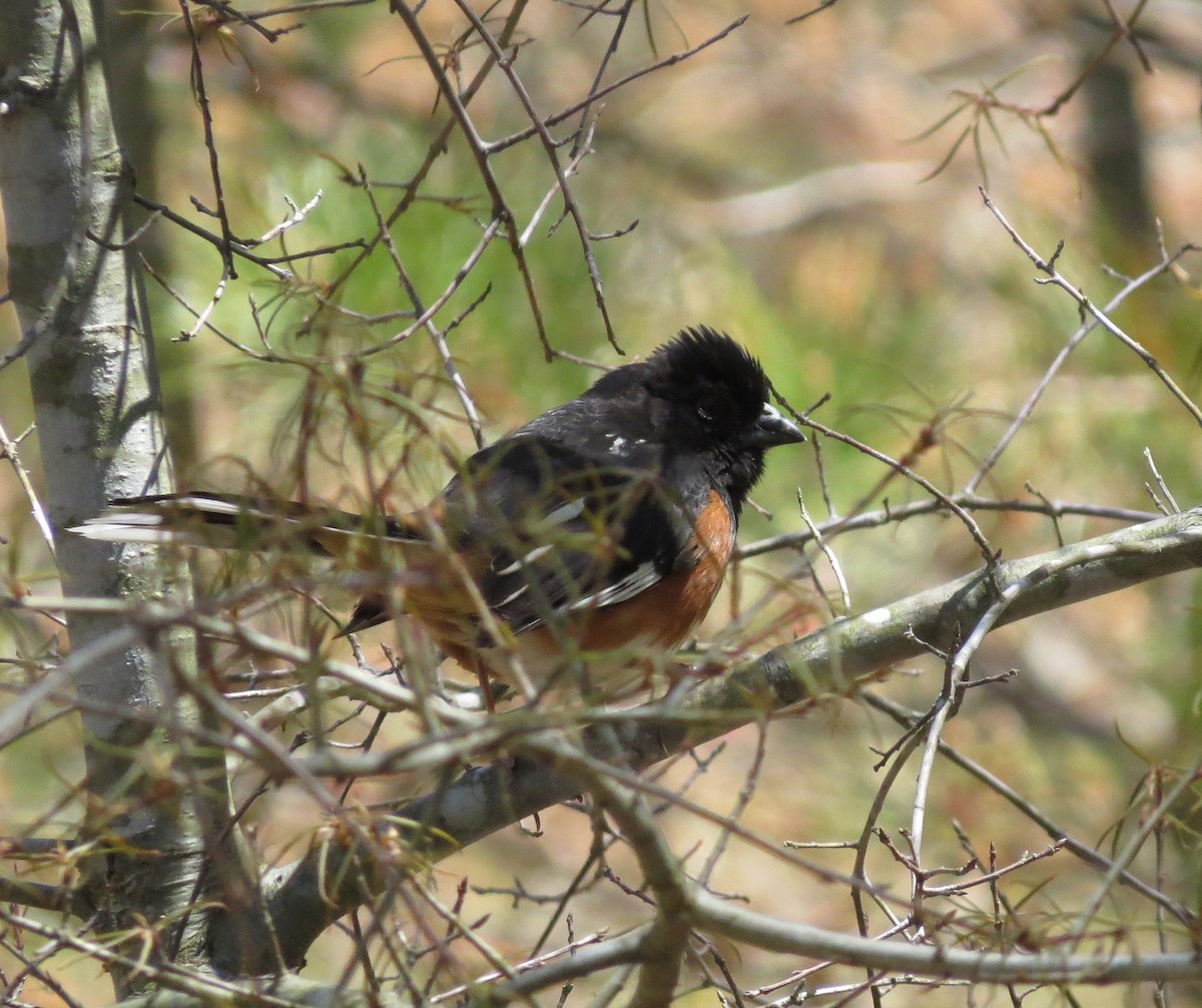 Eastern Towhee - ML48464111